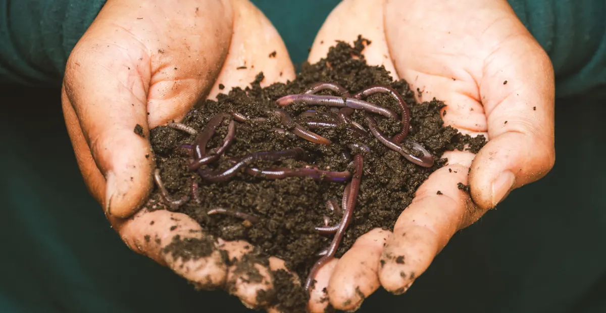Handen vol wormen en humus uit de kwekerij