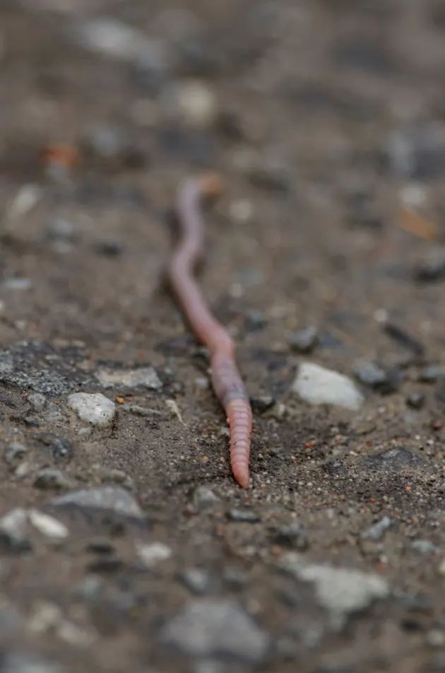 Een Dendrobena-worm op de grond van de kwekerij